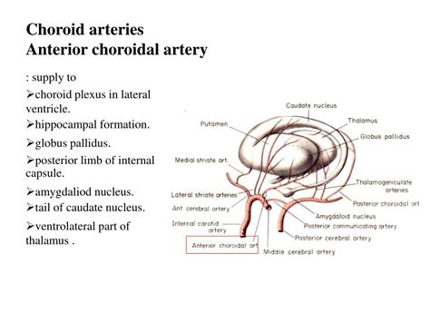 anterior choroidal artery supply